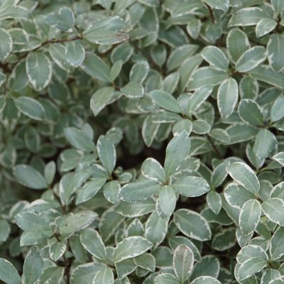 Mes arbustes en hiver : le Pittosporum tenuifolium