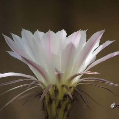 Fleurs de cactus "Echinopsis"