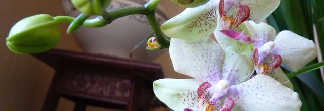 ORCHIDEE