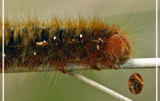 Chenille du papillon Bombyx du chêne (Lasiocampa quercus) - Aulon - 31