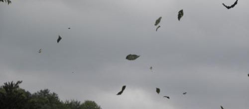 Les feuilles tourbillonnent