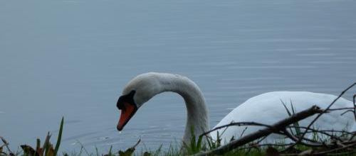 cygne