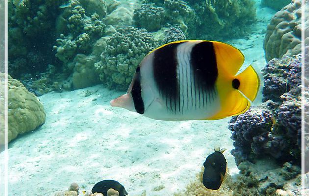 Poisson-papillon à deux selles du Pacifique, Chaetodon d'Ulietéa à double selles, Pacific double-saddle butterflyfish (Chaetodon ulietensis) - Jardin de corail - Motu Tautau - Taha'a - Polynésie