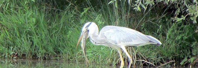 Le heron prudent (A & A et Cie n°112)