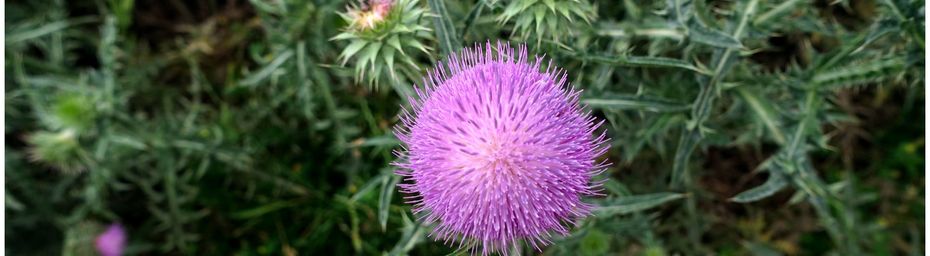 Fleurs de montagne dans le Val d’Azun #1