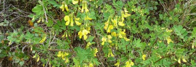 Hippocrepis emerus - faux baguenaudier