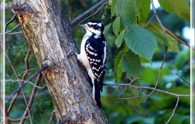 Pic mineur, Downy Woodpecker (Picoides pubescens) - Rawdon - Lanaudière - Québec - Canada