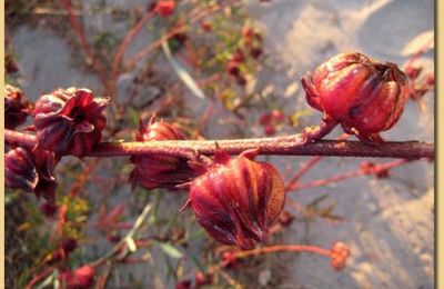 Une pleïade de poèmes, et même une myriade