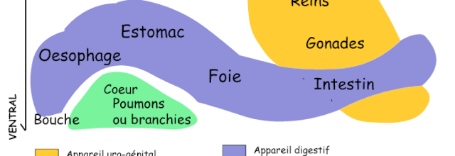 diagramme de polarité