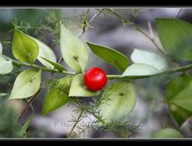 Ruscus ou fragon faux-houx