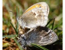 Procris - Coenonympha pamphilus - Nymphalidae Satyrinae