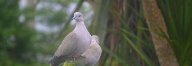 le  joli couple 