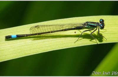 Agrion élégant (10) - Ischnura elegans