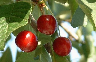 "Le temps des cerises" ...