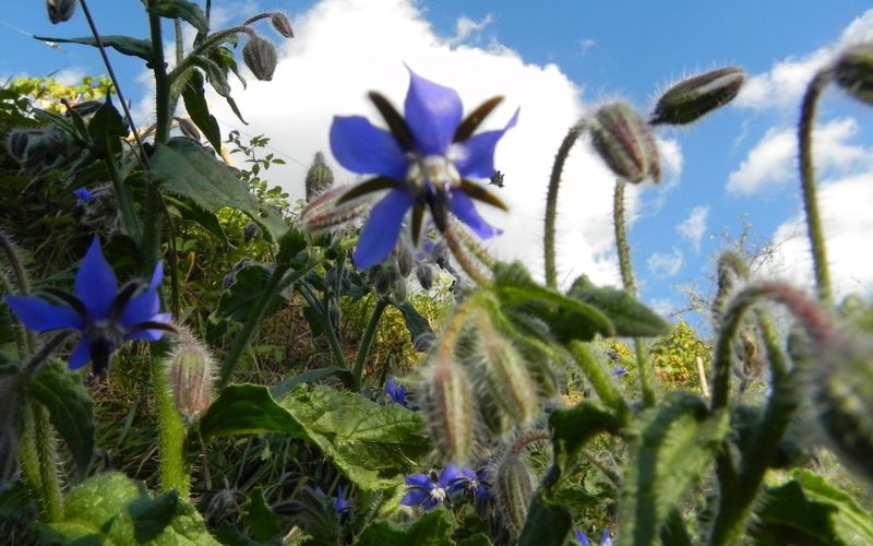 question du jour : La fleur du jour ?