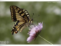 Machaon ou Grand porte-queue (Papilio machaon) - Papilionidae
