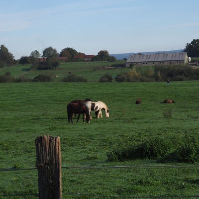 Au détour d'un chemin, des chevaux d'un haras