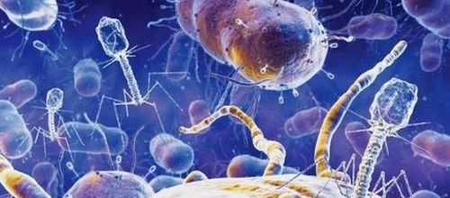 La guerre des phages