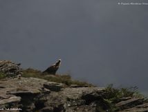 Vautour fauve