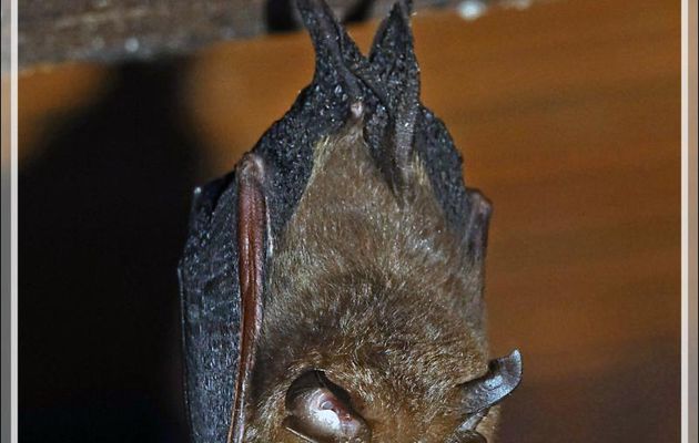Chauve-souris Petit rhinolophe (Rhinolophus hipposideros) - Lartigau - Milhas - 31