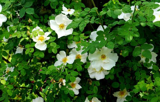 Symphonie florale