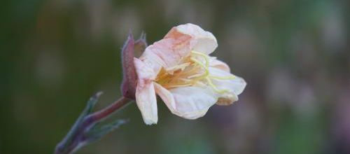 C'est quoi donc ?  oenothera odorata "sulphuréa