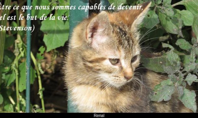 Être ce que nous sommes ......