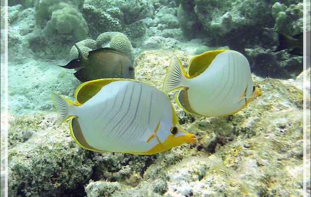  Snorkeling : Poisson-papillon à tête jaune, Yellowhead butterflyfish (Chaetodon xanthocephalus) - Moofushi - Atoll d'Ari - Maldives