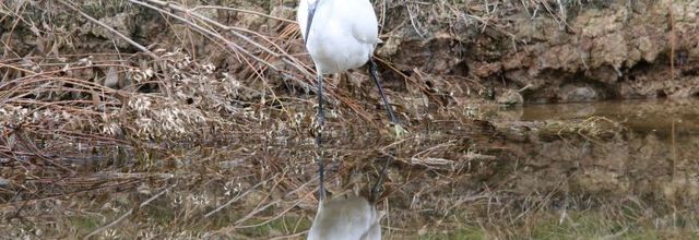 AIGRETTE GARZETTE