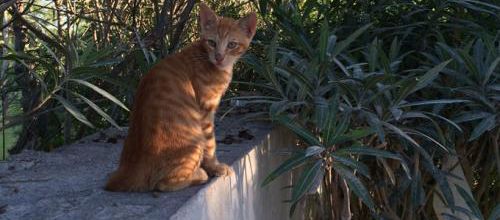 Un chat attend 15 jours avant d'être délivré