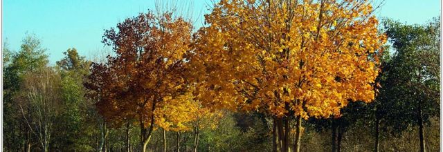 85 . Vendée - La Chaize le Vicomte (5) - Vallée Verte aux couleurs d'automne