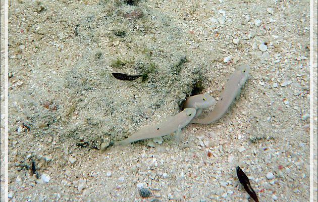 Gobie à six taches, Sixspot goby (Valenciennea sexguttata) - Moofushi - Atoll d'Ari - Maldives