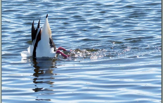 Tadorne de Belon en plein repas - La Couarde-sur-Mer - Île de Ré - 17