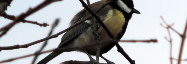 les mésanges viennent ...