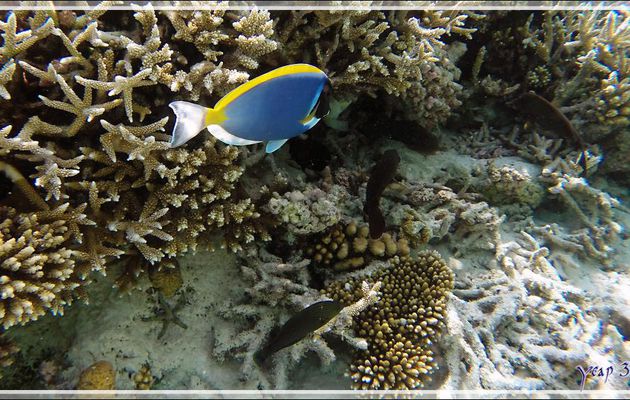 Chirurgien à poitrine blanche, Powderblue surgeonfish (Acanthurus leucosternon) - Athuruga - Atoll d'Ari - Maldives