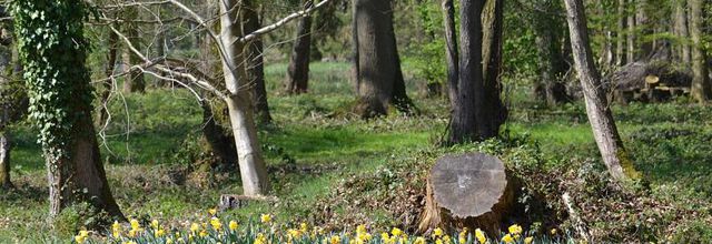 Rambouillet : Suite de ma balade du 8 avril 2017