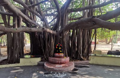Yogamicale au Tamil Nadu :   Épisode 12 (le dernier)