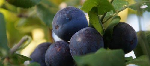 Promesse de fruits