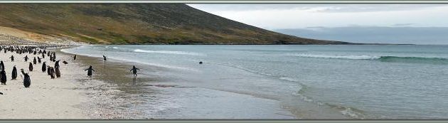 Vu la température ambiante, seuls les manchots profitent de cette belle plage... - Saunders Island - Falkland Islands, Iles Malouines, Islas Malvinas