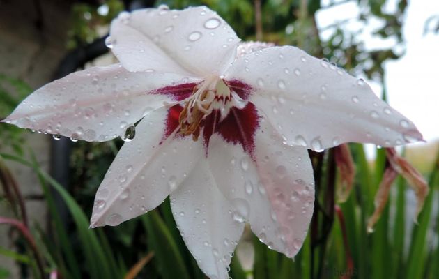 des gouttelettes sur une fleur 