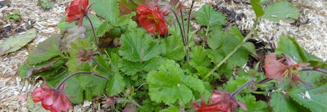 Dernières fleurs de l'automne