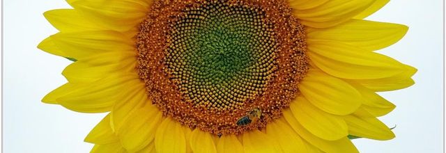 Tournesol (1) - Helianthus annuus