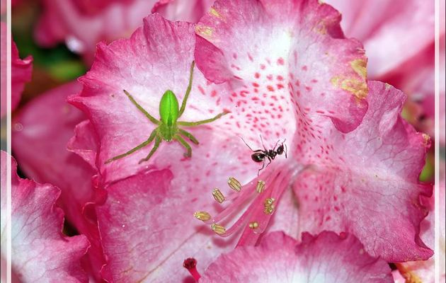 Araignée Micrommate émeraude femelle dans une fleur de rhododendron (Micrommata virescens) - Lartigau - Milhas - 31
