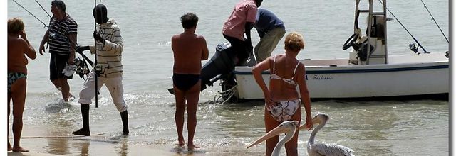 LES PELICANS RIGOLOS