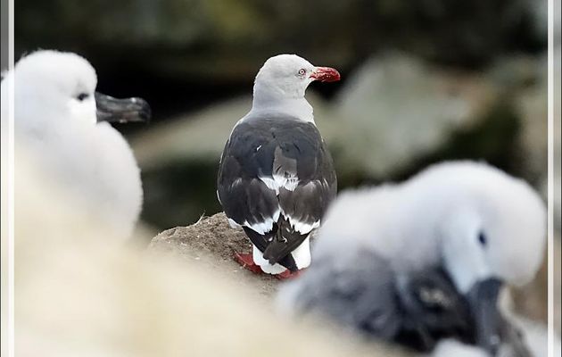 Goéland de Scoresby, Dolphin Gull (Leucophaeus scoresbii) - Coffin's Harbour - New Island - Falkland (Malouines, Malvinas) - Grande-Bretagne