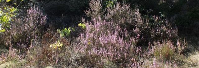 Calluna vulgaris  -  bruyère commune
