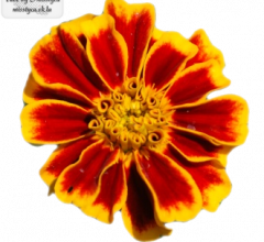 Flower's 1.