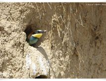 Guêpier d'Europe - Merops apiaster - European Bee-eater
