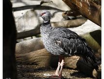 Kamichi à collier - Chauna torquata - Southern Screamer (Ansériformes)