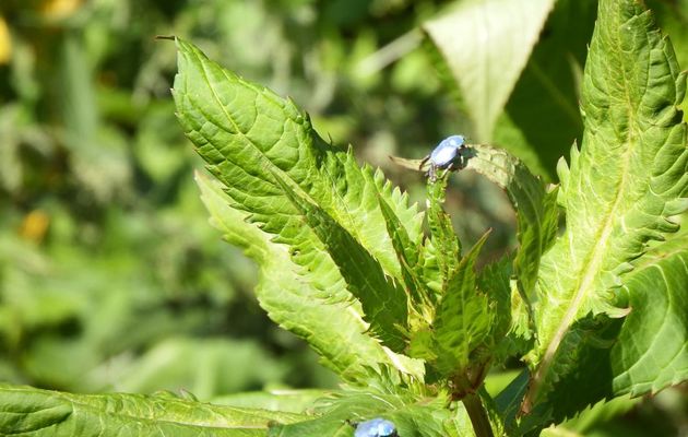 des insectes bleutés 